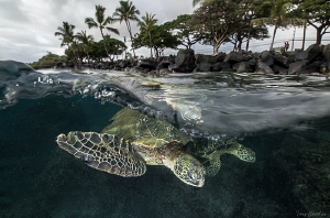 2 Turtles under the surface in Lahaina, Maui by Tony Cherbas 